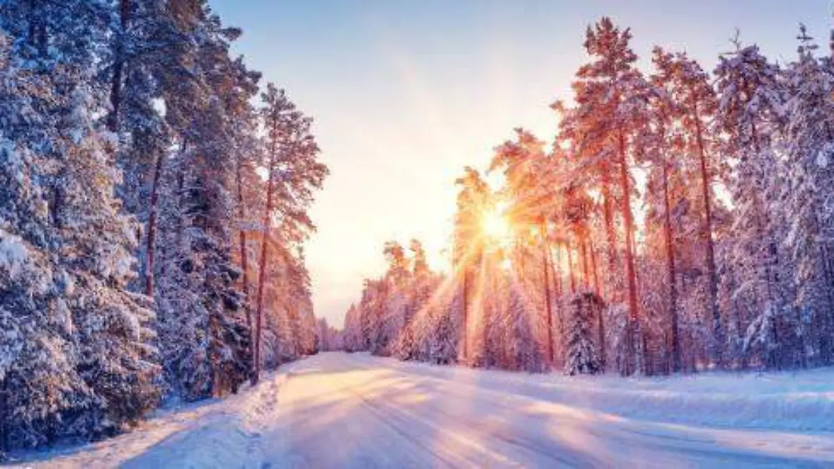 camino de pinos nevados 